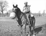 Pferd mit Gasmaske Pferd mit Gasmaske