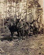 Great Grandfather Luther Grubbs' mules In Front - Coaly on left, Red on right Great Grandfather Luther Grubbs' mules In Front - Coaly on left, Red on right
